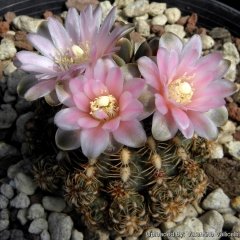 Gymnocalycium Hossei-Açık Pembe Renk Çiçek Açar-5,5 cm Saksıda