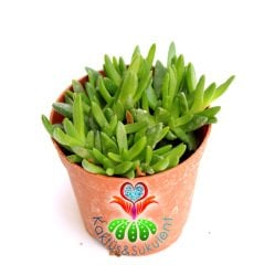 Buz Çiçeği, Delosperma Congestum-Sarı Çiçekli Sıradışı -5,5 cm saksıda-Teraryum, Kaktus, Cactus