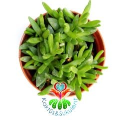 Buz Çiçeği, Delosperma Congestum-Sarı Çiçekli Sıradışı -5,5 cm saksıda-Teraryum, Kaktus, Cactus