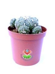 Astrophytum Asterias 'Sand Dollar Cactus', Noktalı 7 cm Saksılı Nadir Tür Koleksiyonluk Kaktüs