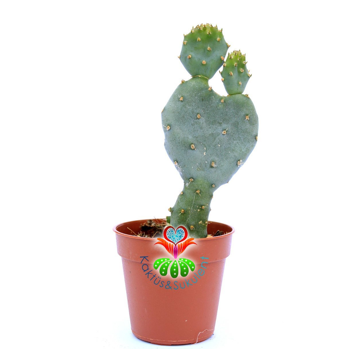Kalp Kaktüs-Opuntia Basilaris var. Caudata-Çok Nadir Tür 5,5 cm Saksıda