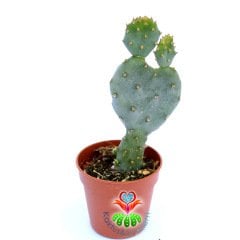 Kalp Kaktüs-Opuntia Basilaris var. Caudata-Çok Nadir Tür 5,5 cm Saksıda