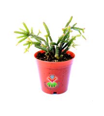 Rhipsalis Cereuscula-Sarkan Tür-5,5 cm saksıda-Sukulent
