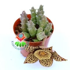 Stapelia Variegata-Kaplan Desenli Çiçek Açar-5,5 cm Saksıda--Leş Kaktüsü