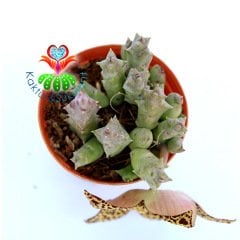 Stapelia Variegata-Kaplan Desenli Çiçek Açar-5,5 cm Saksıda--Leş Kaktüsü