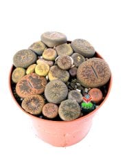 Lithops Aucampiae Mix-Bir Çok Kök Yaşayan Altıntaş- 8,5 cm Saksıda
