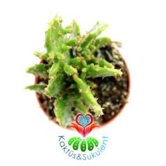 Kaktüs,Opuntia Monacantha var. Variegata -Saksı Dolusu-1.Sınıf- 5,5 cm saksıda-Sukulent