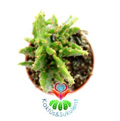 Kaktüs,Opuntia Monacantha var. Variegata -Saksı Dolusu-1.Sınıf- 5,5 cm saksıda-Sukulent