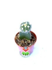 Astrophytum Asterias Super Kabuto- Nadir Tür -8,5 cm saksıda Aşılı