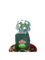 Astrophytum Asterias Super Kabuto- Nadir Tür -8,5 cm saksıda Aşılı