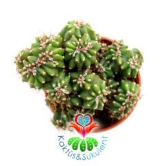 Kaktüs,Cereus Peruvianus Monstruosa Dark-Saksı Dolusu-1.Sınıf- 5,5 cm saksıda-Sukulent