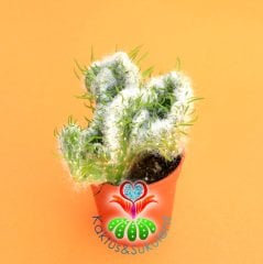 Kaktüs,Opuntia Vestita Cristata - Beyaz Tüylü Beyin Kaktus-1.Sınıf- 5,5 cm saksıda-Sukulent