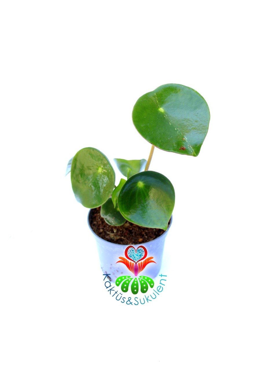 Peperomia ''Raindrop'' Yağmur Damlası - Dev Yeşil Para Yapraklı Nadir Sukulent 8 cm Saksılı 10 cm Boy