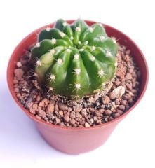 Echinopsis Subdenudata Hybrid Variegated 8 cm Saksıda Çok Nadir Dayanıklı Tür Kaktüs