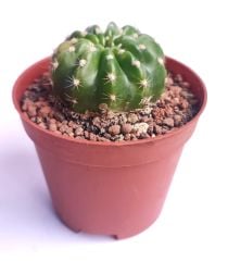 Echinopsis Subdenudata Hybrid Variegated 8 cm Saksıda Çok Nadir Dayanıklı Tür Kaktüs