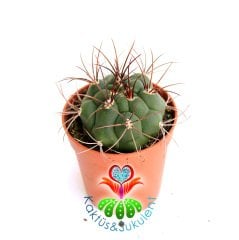 Kaktüs,Gymnocalycium Saglionis -Büyük Dikenli -1.Sınıf- 5,5 cm saksıda-Sukulent