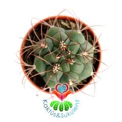 Kaktüs,Gymnocalycium Saglionis -Büyük Dikenli -1.Sınıf- 5,5 cm saksıda-Sukulent