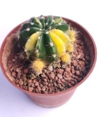 Echinopsis Subdenudata Hybrid Variegated 8,5 cm Saksıda Parlak Renkli kaktüs