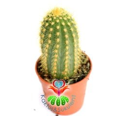 Kaktüs,Trichocereus Huascha-Mükemmel Sarı Renk Çiçek Açar-1.Sınıf- 5,5 cm saksıda-Sukulent