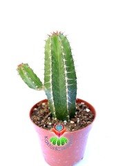 Euphorbia Fruticosa-Sert Dikenli Canlı Renkli Kaktüs-8 cm Saksıda