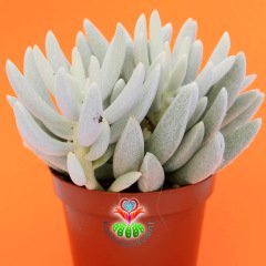 Senecio Haworthii-Çubuk Formlu Bembeyaz Yapraklı-8,5 cm Saksıda