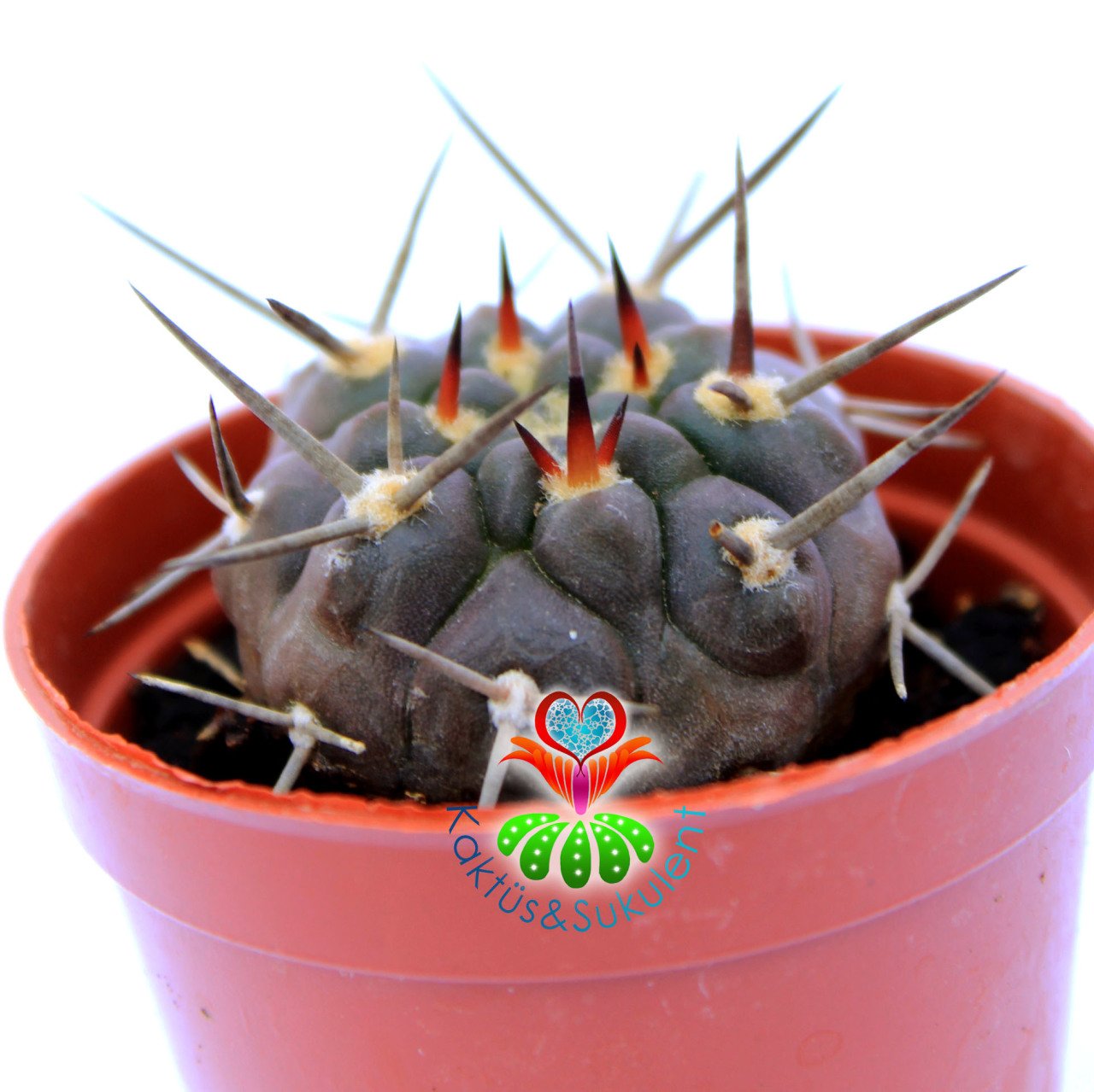 Gymnocalycium Piltziorum Nadir Tür 5,5 cm Saksıda Kaktüs