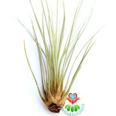 Tillandsia Juncea - Hava Bitkisi-Köksüz Yaşar-Air Plant-Mükemmel Renkli-15 cm Büyüklükte,Teraryum