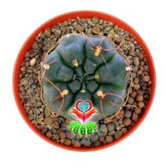 Gymnocalycium Angelae 8 cm Saksıda Nadir Tür Kaktüs
