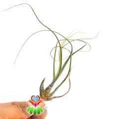 Tillandsia Bulbosa - Hava Bitkisi-Köksüz Yaşar-Air Plant-Mükemmel Desenli-7 cm Büyüklükte,Teraryum