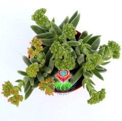 Crassula Mesembryanthemoides-8,5 cm Saksıda-Gri Renk Sukulent