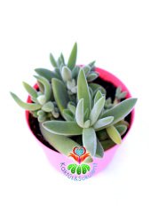 Crassula Mesembryanthemoides-8,5 cm Saksıda-Gri Renk Sukulent