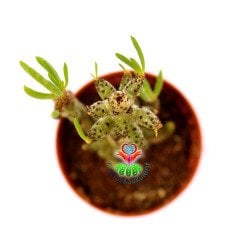 Tylecodon Buchholzianus Nadir ve Dayanıklı Tür  5,5 cm saksıda Bataklık Bitkisi