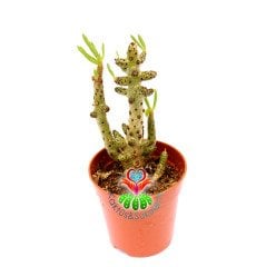 Tylecodon Buchholzianus Nadir ve Dayanıklı Tür  5,5 cm saksıda Bataklık Bitkisi