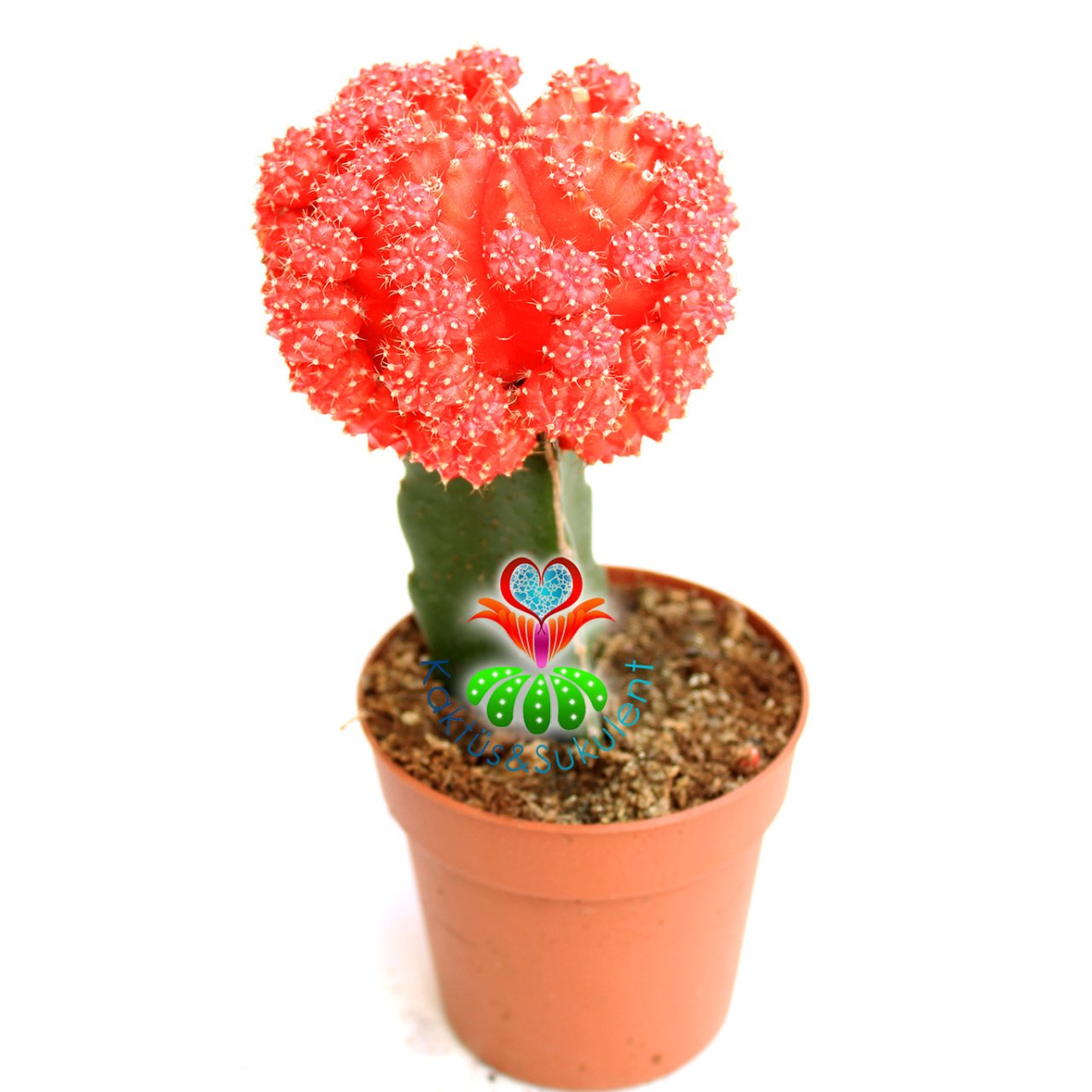 Dev Aşılı Kaktüs-Gymnocalycium Mihanovichii Hibotan-4 Farklı Renk Seçeneği -8,5 cm saksıda-Teraryum Kırmızı