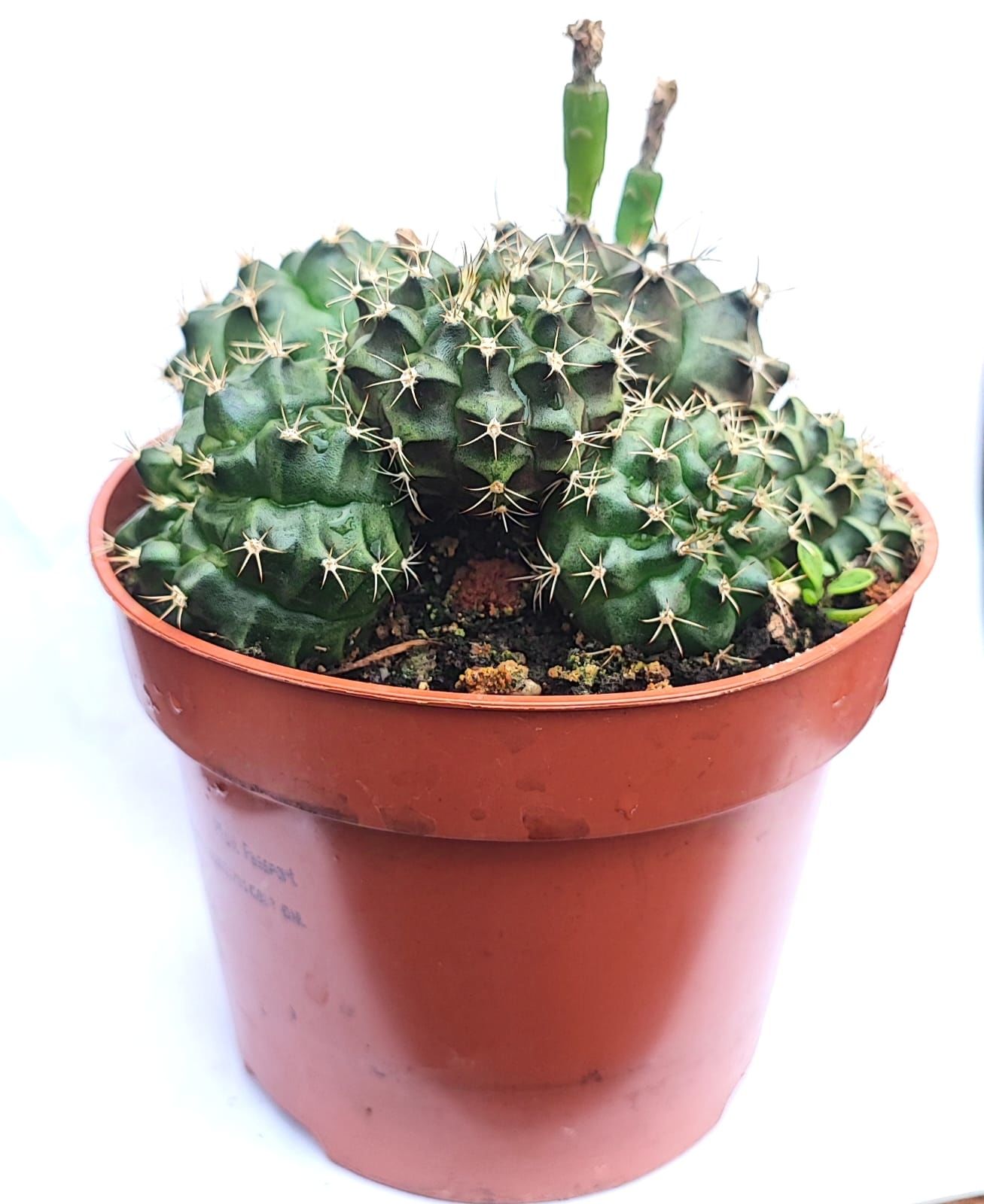 5 Tür Bir Arada ! Gymnocalycium Mihonavichi Mix 8,5 cm Saksılı