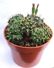 5 Tür Bir Arada ! Gymnocalycium Mihonavichi Mix 8,5 cm Saksılı