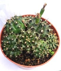 5 Tür Bir Arada ! Gymnocalycium Mihonavichi Mix 8,5 cm Saksılı