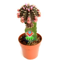 Dev Aşılı Kaktüs-Gymnocalycium Mihanovichii Hibotan-4 Farklı Renk Seçeneği -8,5 cm saksıda-Teraryum Mor