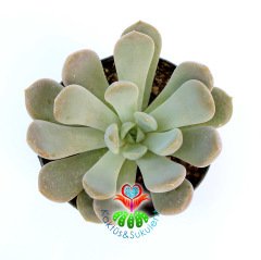 Pachyveria 'Scheideckeri'-Beyaz Pudralı Yapraklı-8,5 cm Saksıda