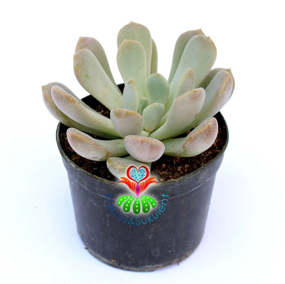 Pachyveria 'Scheideckeri'-Beyaz Pudralı Yapraklı-8,5 cm Saksıda