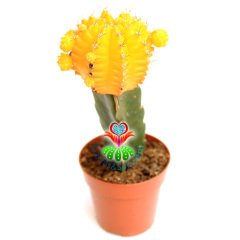 Dev Aşılı Kaktüs-Gymnocalycium Mihanovichii Hibotan-4 Farklı Renk Seçeneği -8,5 cm saksıda-Teraryum Sarı