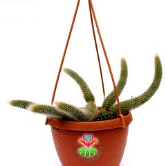 Maymun Kuyruğu Kaktüs, Hildewintera Colademononis, Monkey Tail, Askılı 12 cm Saksı Sarkan Nadir Tür