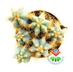 Mavi Kaktüs,Pilosocereus azureus - Bir Saksıda En Az 3 Adet--5,5 cm saksıda Kaktüs