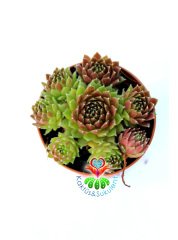 Sukulent, Sempervivum Calcareum 'Limelight'- Yeşil Bordo Renk 5,5 cm Saksı