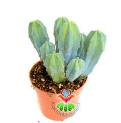 Mavi Kaktüs,Myrtillocactus geometrizans Bir Saksıda En Az 3 Adet-10,5 cm saksıda kaktüs