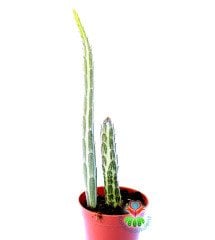 Senecio Stapeliiformis 5,5 cm saksıda İkili Form