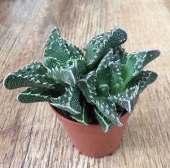 Mesemb,Faucaria Bosscheana - Lithops-Sarı Renk Çiçek Açar- 5,5 cm saksıda-Teraryum,Sukulent,Kaktüs
