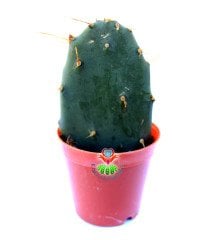Opuntia Engelmannii Mavimsi Renk 5,5 cm Saksıda