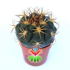 Gymnocalycium Pfanzii-5,5 cm Saksı Dolusu-Beyaz Çiçek Açar