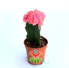 Pembe Renk Kaktüs, Gymnocalycium Mihanovichii Hibotan Aşılı-5,5 cm saksıda-Moon Cactus- Teraryum